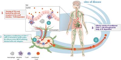 A randomized, double-blinded, phase 2 trial of EDP1815, an oral immunomodulatory preparation of Prevotella histicola, in adults with mild-to-moderate plaque psoriasis